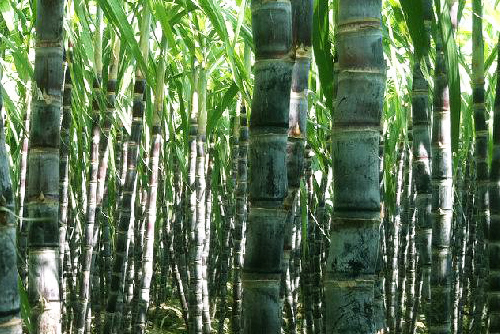 產(chǎn)糖大國(guó)——代寫(xiě)企業(yè)傳記多少錢(8)