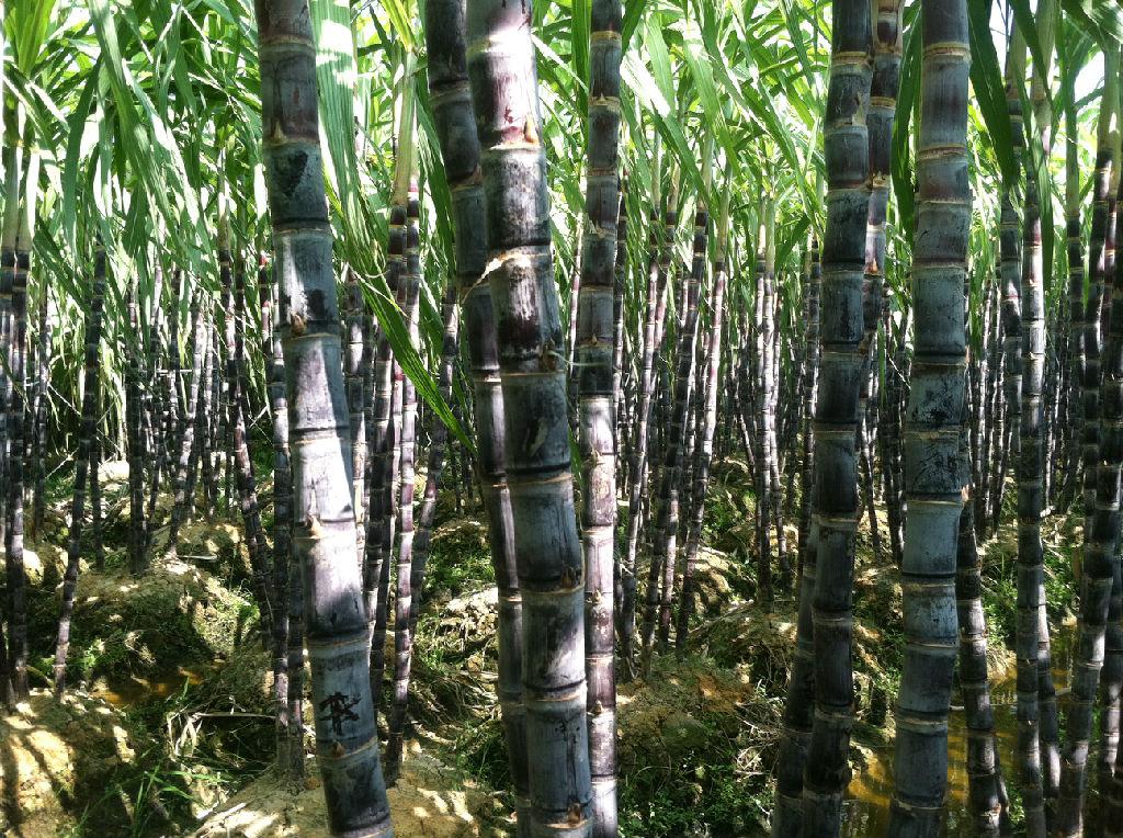 普遍種植甘蔗——代寫(xiě)企業(yè)史公司(18)